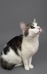 Shelter Stray Female Cat last seen Near BLOCK W 66TH ST, 2020 Forest St, Jacksonville, FL 32204, USA