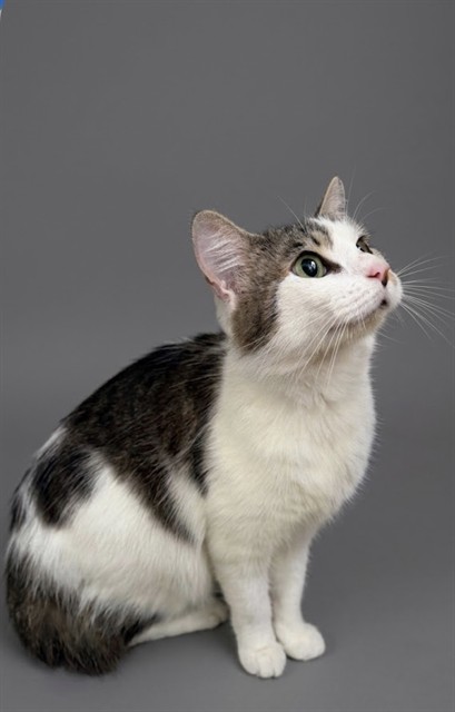 Shelter Stray Female Cat last seen Near BLOCK W 66TH ST, 2020 Forest St, Jacksonville, FL 32204, USA