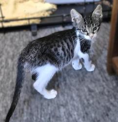Shelter Stray Female Cat last seen BELL AVE & MARYSVILLE BLVD, 2127 Front St, Sacramento, CA 95818, USA