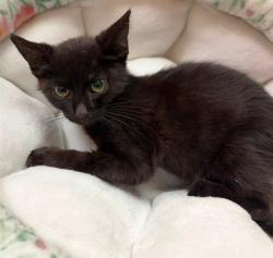 Shelter Stray Male Cat last seen Near BLOCK WOODRUFF AV, 3528 Newburg Rd, Louisville, KY 40218, USA