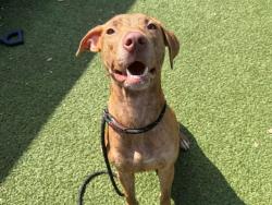 Shelter Stray Female Dog last seen , 2769 Conroy Rd, Orlando, FL 32839, USA