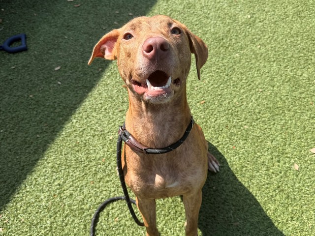 Shelter Stray Female Dog last seen , 2769 Conroy Rd, Orlando, FL 32839, USA