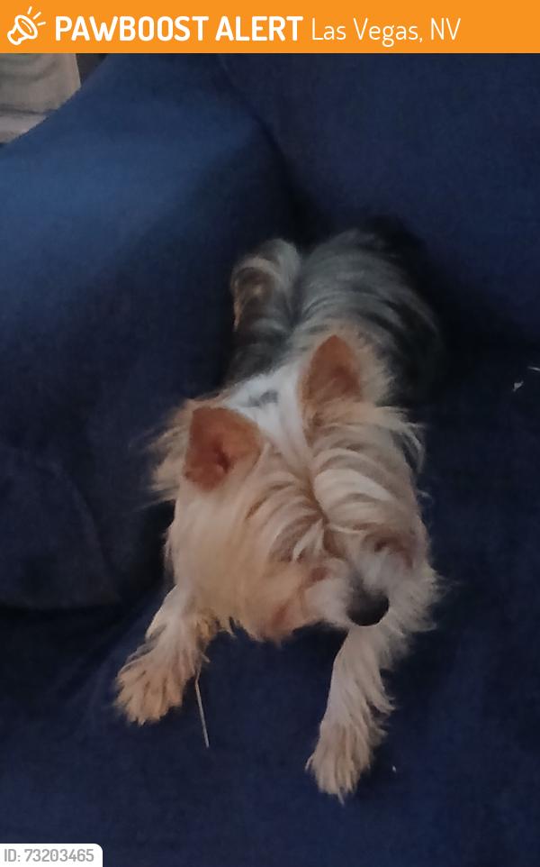 Found/Stray Male Dog last seen S. Torrey Pines Drive/Elton, Las Vegas, NV 89146