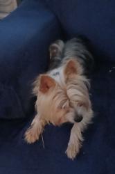 Found/Stray Male Dog last seen S. Torrey Pines Drive/Elton, Las Vegas, NV 89146