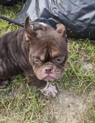 Shelter Stray Male Dog last seen Near BLOCK N MARTINDALE ST, DETROIT, MI 48204, 7401 Chrysler Dr, Detroit, MI 48211, USA