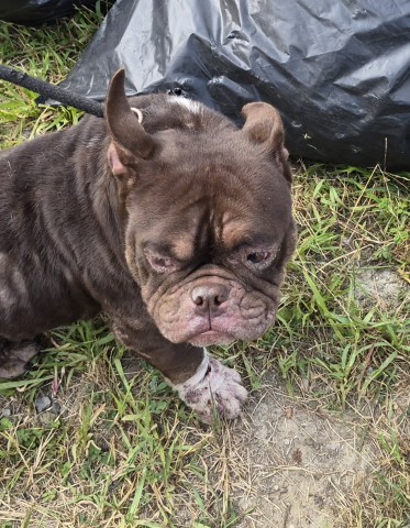 Shelter Stray Male Dog last seen Near BLOCK N MARTINDALE ST, DETROIT, MI 48204, 7401 Chrysler Dr, Detroit, MI 48211, USA