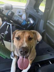 Found/Stray Male Dog last seen Westridge rd and Battleground Avenue, Greensboro, NC 27408