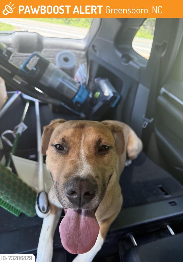 Found/Stray Male Dog last seen Westridge rd and Battleground Avenue, Greensboro, NC 27408