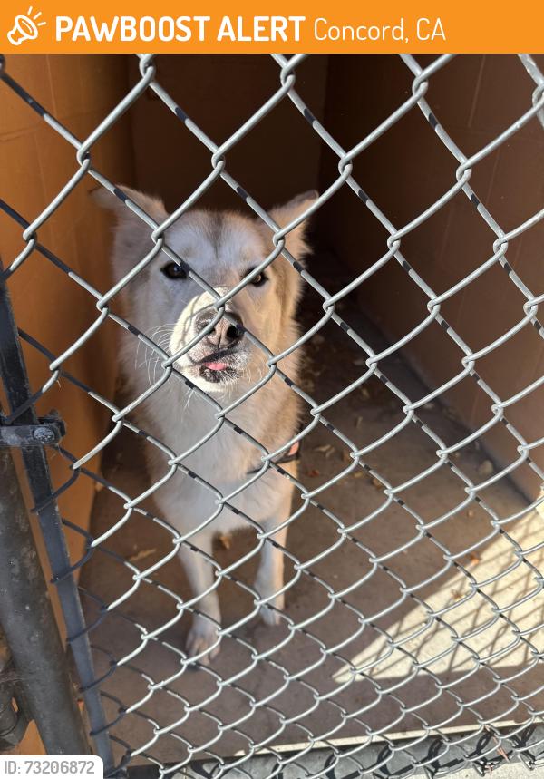 Found/Stray Female Dog last seen Galindo St, Concord, CA 94520