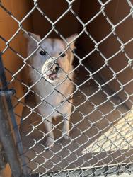 Found/Stray Female Dog last seen Galindo St, Concord, CA 94520