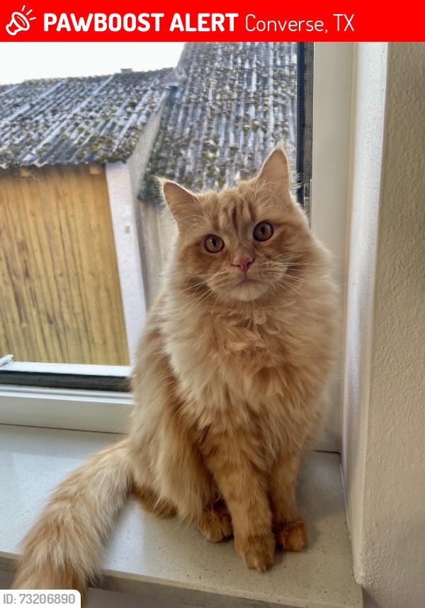 Lost Male Cat last seen Knox Ridge, Converse, TX 78109
