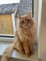 Lost Male Cat last seen Knox Ridge, Converse, TX 78109