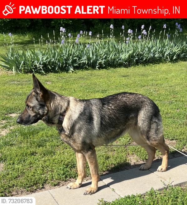 Lost Female Dog last seen Logansport Rd., East of 600 E., Miami Township, IN 46947
