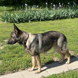 Lost Female Dog last seen Logansport Rd., East of 600 E., Miami Township, IN 46947