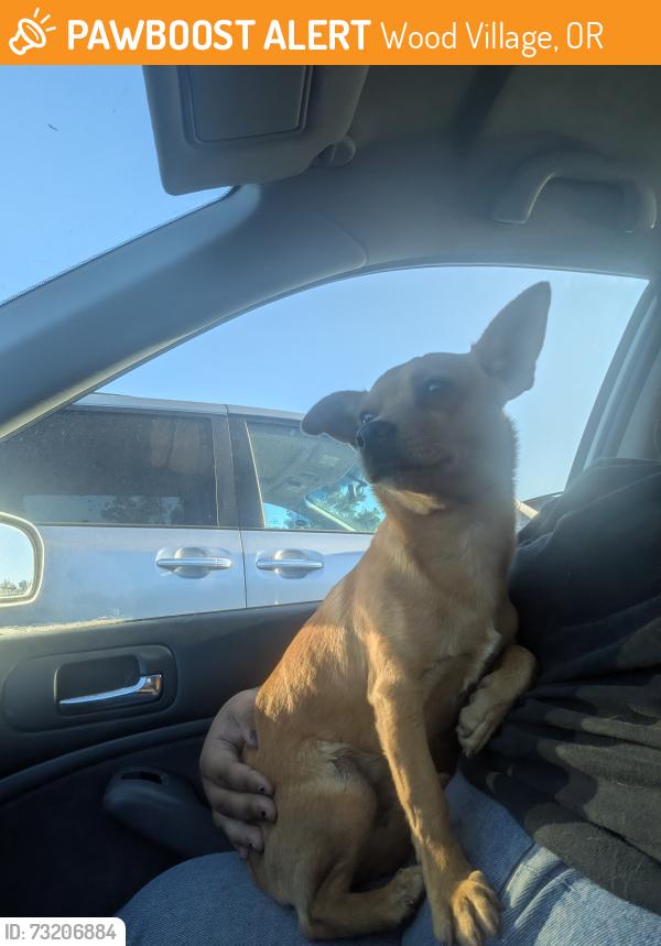 Found/Stray Male Dog last seen Wood village walmart, Wood Village, OR 97060