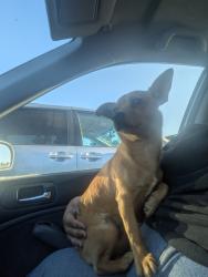 Found/Stray Male Dog last seen Wood village walmart, Wood Village, OR 97060