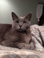 Lost Male Cat last seen Edgemon and Misty Valley, Collegedale, TN 37363