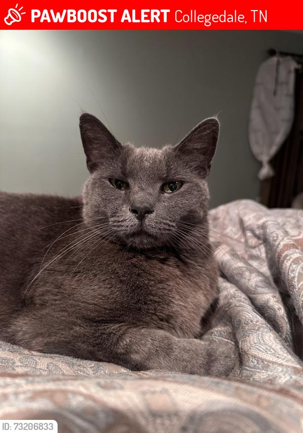 Lost Male Cat last seen Edgemon and Misty Valley, Collegedale, TN 37363