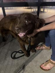 Found/Stray Male Dog last seen Tavern at the Village, Nashville, TN 37138