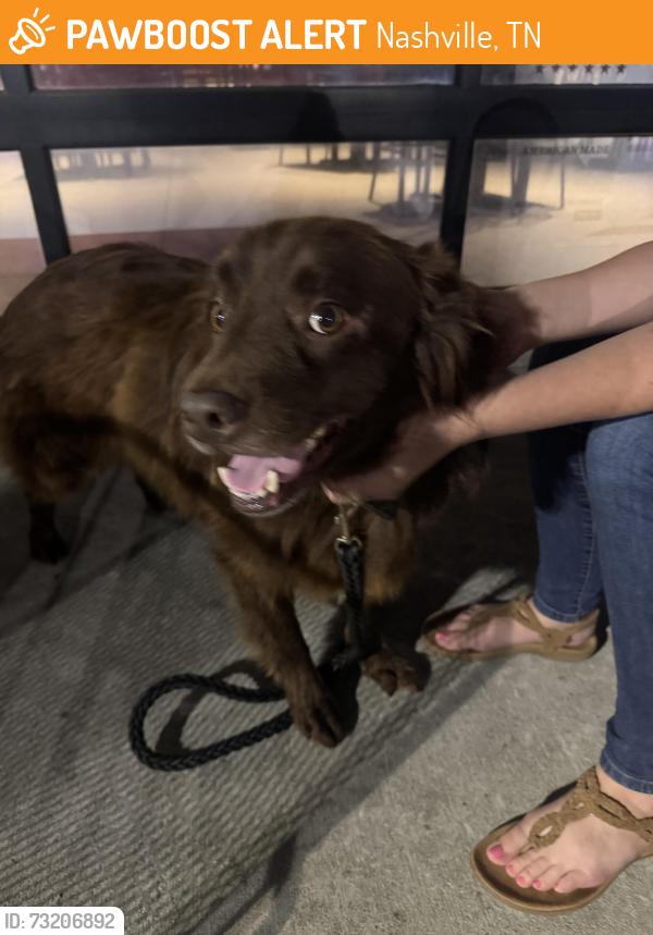 Found/Stray Male Dog last seen Tavern at the Village, Nashville, TN 37138