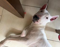 Reunited Male Dog last seen Diamond Dr. Holly & Lexington, Corpus Christi, TX 78401