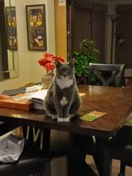 Reunited Male Cat last seen Sunrise, Fort Myers, FL 33919