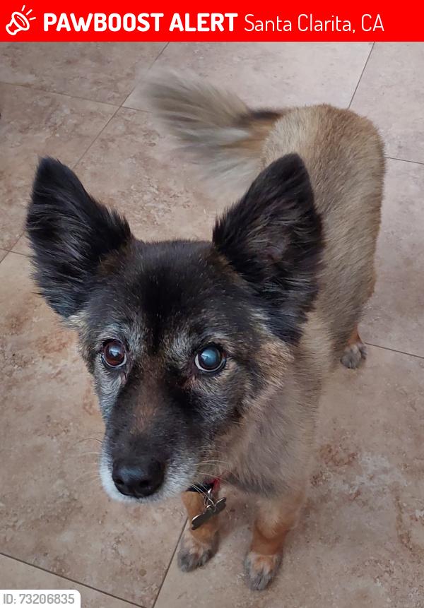 Lost Female Dog last seen Markell Drive, Santa Clarita, CA 91321