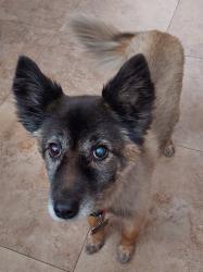 Lost Female Dog last seen Markell Drive, Santa Clarita, CA 91321