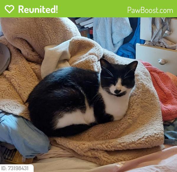 Reunited Male Cat last seen Beatty Avenue, Brighton and Hove, England BN1 9EP