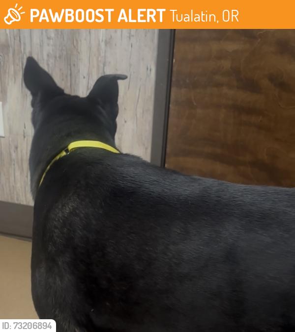 Found/Stray Male Dog last seen Nyberg st across from Timbers at Tualatin, Tualatin, OR 97062