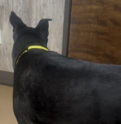 Found/Stray Male Dog last seen Nyberg st across from Timbers at Tualatin, Tualatin, OR 97062