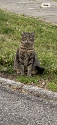 Lost Female Cat last seen Buckeye Rd and Arrow Wiod Rd, Knoxville, TN 37919
