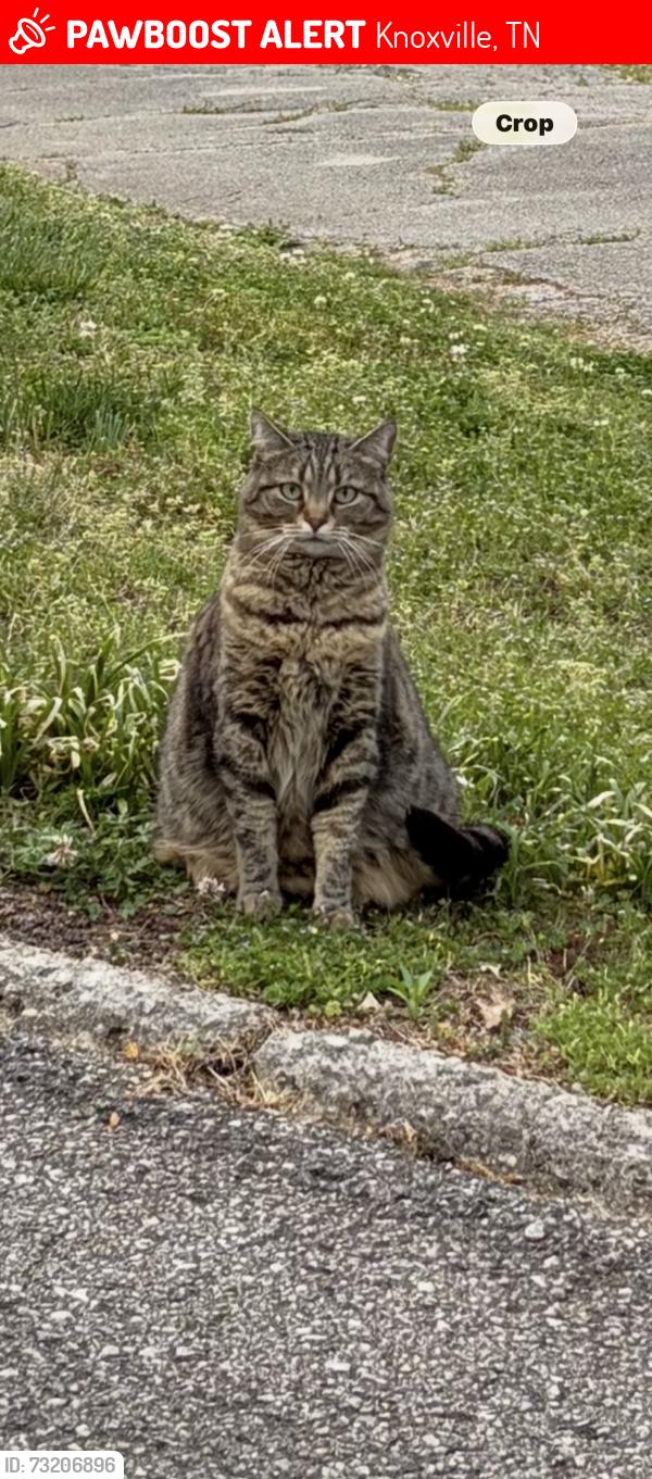Lost Female Cat last seen Buckeye Rd and Arrow Wiod Rd, Knoxville, TN 37919