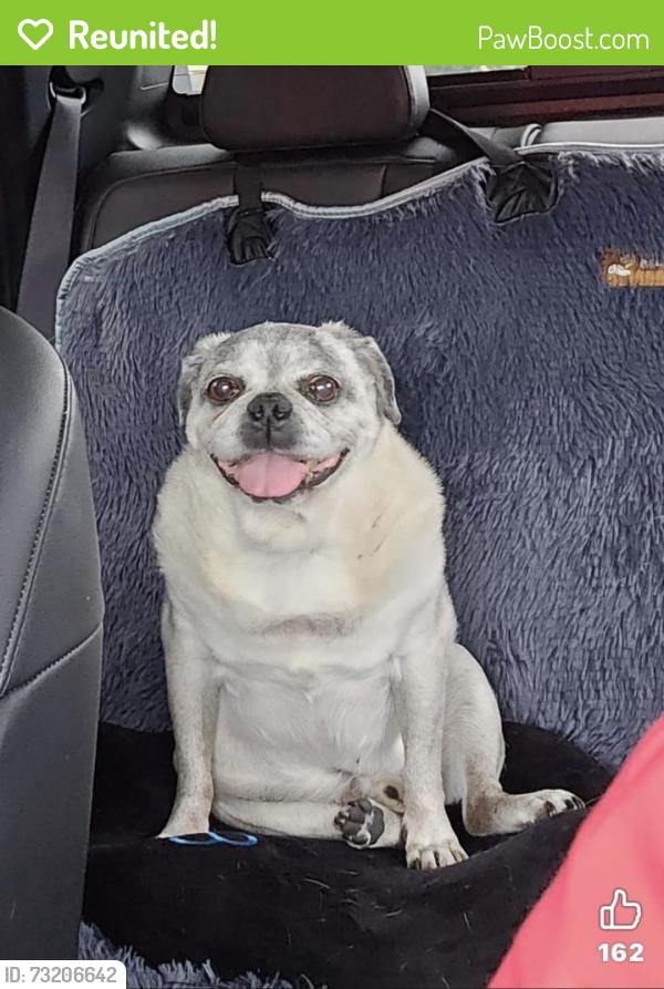 Reunited Male Dog last seen West St and Walnut Ave in Rosenberg, Rosenberg, TX 77471
