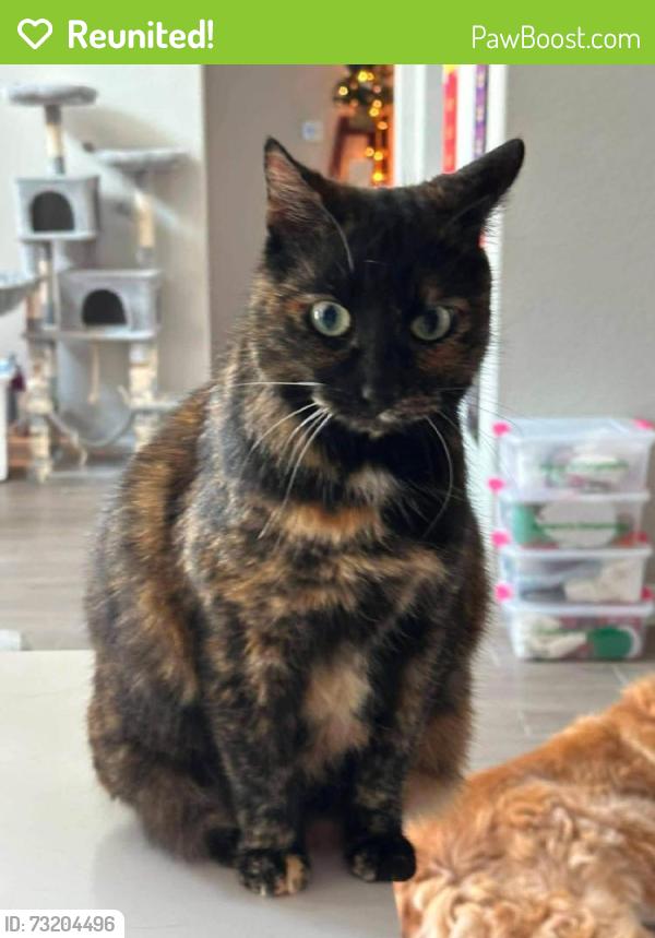 Reunited Female Cat last seen Near Autumn Hls Trl, Pearland, TX 77584, USA, Pearland, TX 77584