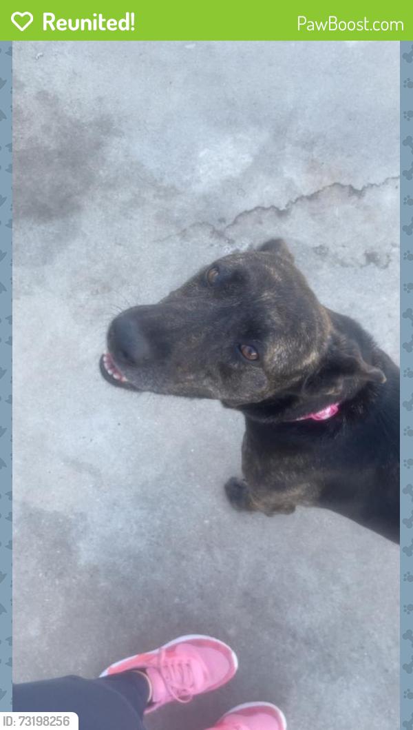 Reunited Female Dog last seen Dudley shoals, Caldwell County, NC 28630