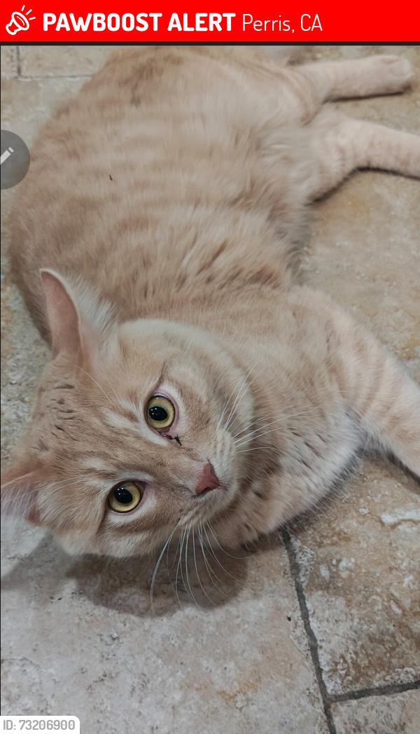 Lost Male Cat last seen Ryder and Bradley, Perris, CA 92571