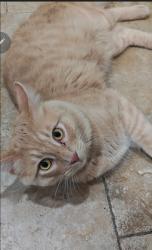 Lost Male Cat last seen Ryder and Bradley, Perris, CA 92571