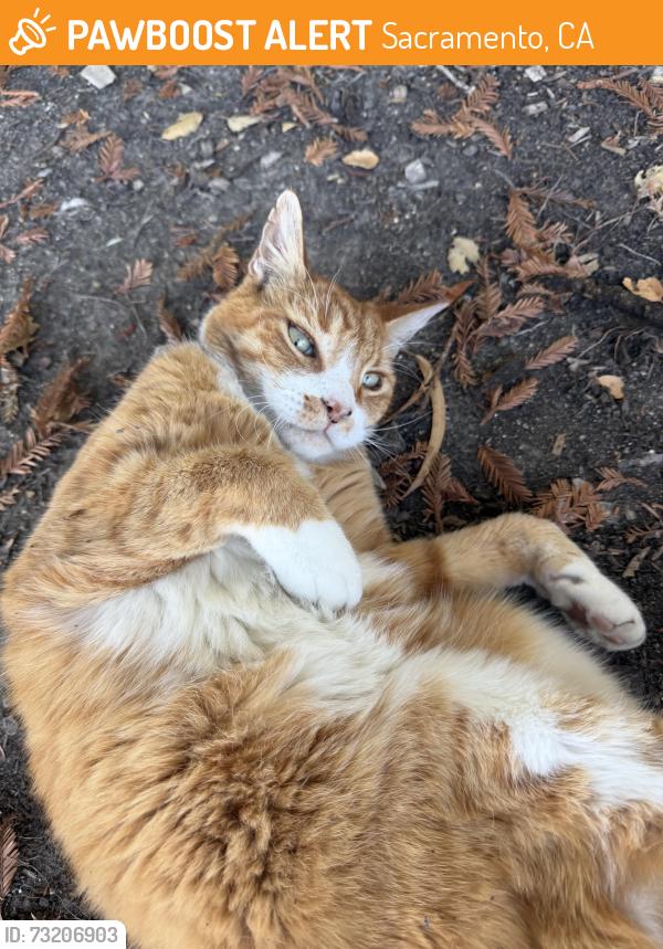 Found/Stray Unknown Cat last seen North Bend on bike trail, Sacramento, CA 95835