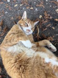 Found/Stray Unknown Cat last seen North Bend on bike trail, Sacramento, CA 95835
