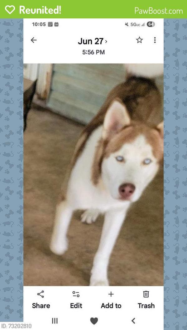 Reunited Male Dog last seen South Flores, San Antonio, TX 78221