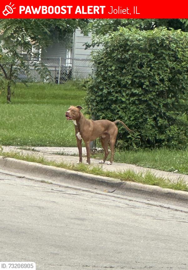 Lost Unknown Dog last seen St Jude Ave near Marycrest, Joliet, IL 60436