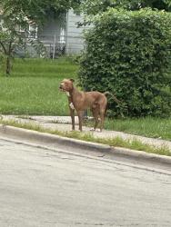 Lost Unknown Dog last seen St Jude Ave near Marycrest, Joliet, IL 60436