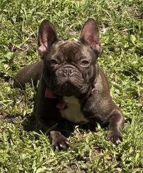 Lost Female Dog last seen Miramar Pkwy, Miramar, FL 33023