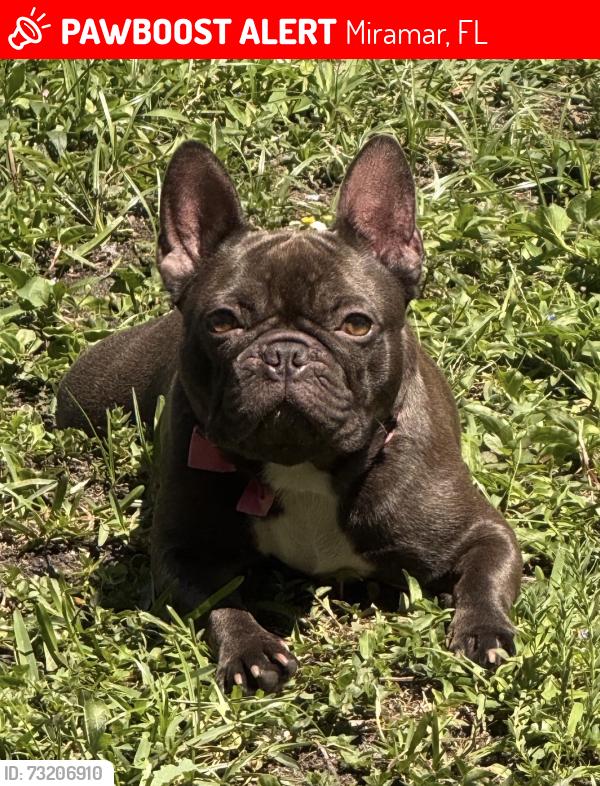 Lost Female Dog last seen Miramar Pkwy, Miramar, FL 33023
