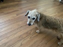 Reunited Male Dog last seen Near Summerglen Drive, Asheville, NC 28806