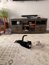 Reunited Female Cat last seen Florence street and 112th, Commerce City, CO 80640