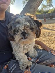 Found/Stray Unknown Dog last seen Rudnick Dr Jamul, San Diego County, CA 91935