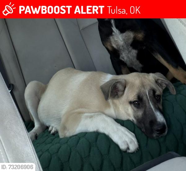Lost Male Dog last seen pine and Harvard, Tulsa, OK 74110