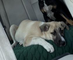 Lost Male Dog last seen pine and Harvard, Tulsa, OK 74110